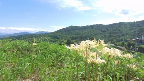Terraced rice fields and red spider lilies (Beppu City, Oita Prefecture) Stock Footage 342319837