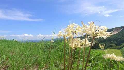 Terraced rice fields and red spider lilies (Beppu City, Oita Prefecture) Stock Footage 342319857