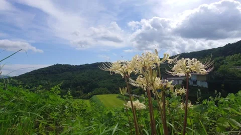 Terraced rice fields and red spider lilies (Beppu City, Oita Prefecture) Stock Footage 342319858