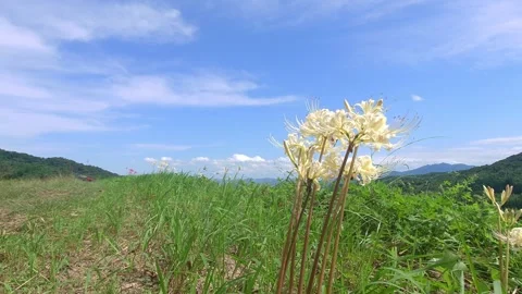 Terraced rice fields and red spider lilies (Beppu City, Oita Prefecture) Stock Footage 342319888