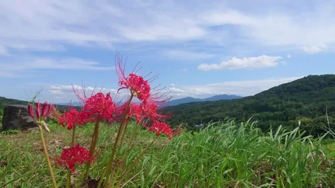 Terraced rice fields and red spider lilies (Beppu City, Oita Prefecture) Stock Footage 342319926