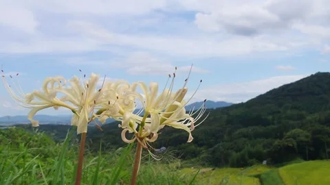 Terraced rice fields and red spider lilies (Beppu City, Oita Prefecture) Stock Footage 342319927