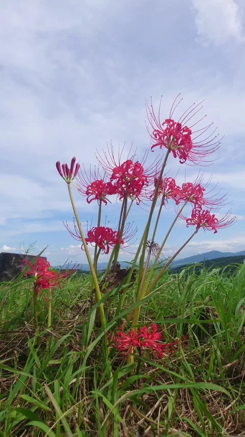 Terraced rice fields and red spider lilies (Beppu City, Oita Prefecture) Stock Footage 342319928