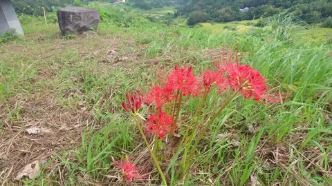 Terraced rice fields and red spider lilies (Beppu City, Oita Prefecture) Stock Footage 342319933