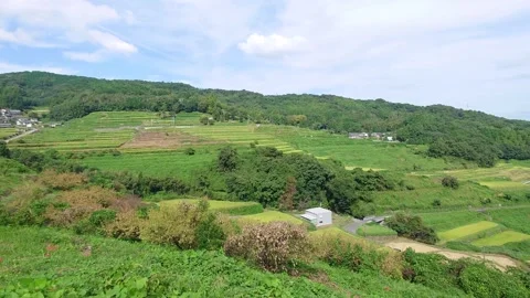 Terraced rice fields and red spider lilies (Beppu City, Oita Prefecture) Stock Footage 342319959