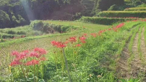 Terraced rice fields and red spider lilies (Beppu City, Oita Prefecture) Stock Footage 342319960