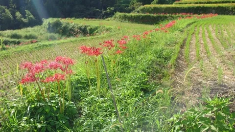 Terraced rice fields and red spider lilies (Beppu City, Oita Prefecture) Stock Footage 342319962