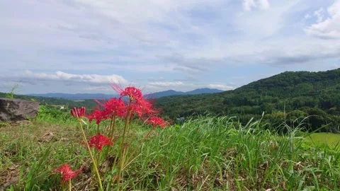 Terraced rice fields and red spider lilies (Beppu City, Oita Prefecture) Stock Footage 342319968