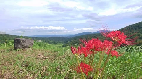 Terraced rice fields and red spider lilies (Beppu City, Oita Prefecture) Stock Footage 342319969