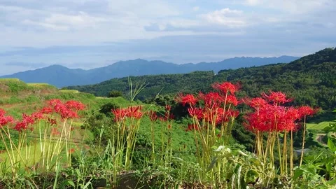Terraced rice fields and red spider lilies (Beppu City, Oita Prefecture) Stock Footage 342319970