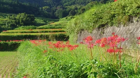 Terraced rice fields and red spider lilies (Beppu City, Oita Prefecture) Stock Footage 342319971