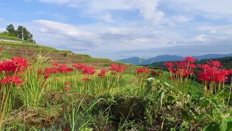 Terraced rice fields and red spider lilies (Beppu City, Oita Prefecture) Stock Footage 342319976