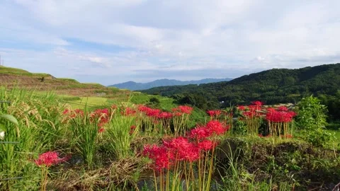 Terraced rice fields and red spider lilies (Beppu City, Oita Prefecture) Stock Footage 342319981