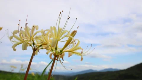 Terraced rice fields and red spider lilies (Beppu City, Oita Prefecture) Stock Footage 342319989