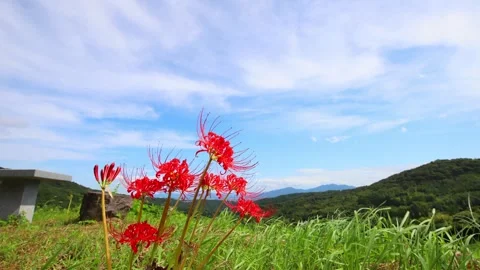 Terraced rice fields and red spider lilies (Beppu City, Oita Prefecture) Stock Footage 342319990