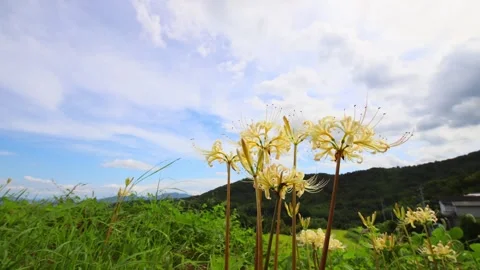 Terraced rice fields and red spider lilies (Beppu City, Oita Prefecture) Stock Footage 342319991