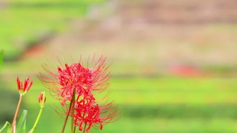 Terraced rice fields and red spider lilies (Beppu City, Oita Prefecture) Stock Footage 342320017