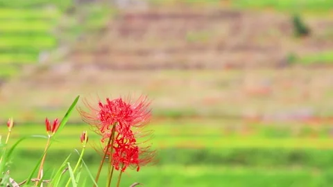 Terraced rice fields and red spider lilies (Beppu City, Oita Prefecture) Stock Footage 342320041