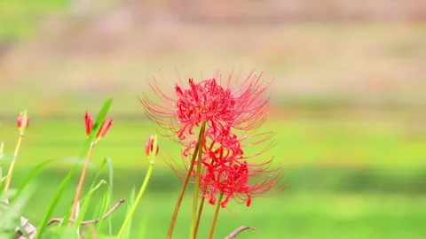 Terraced rice fields and red spider lilies (Beppu City, Oita Prefecture) Stock Footage 342320052