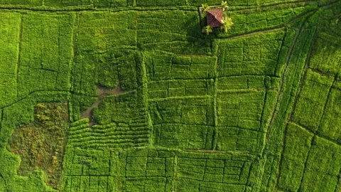 Terraced Rice Fields and Small Hut in Sri Lanka Top View Stock Footage 346745646