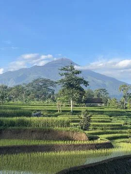 Terraced rice fields and volcanic mountain in tropical countryside Stock Photos