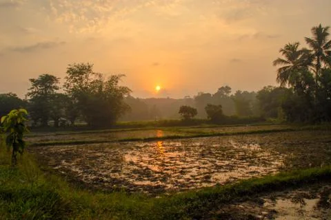 Terraced rice fields during sunset in Thailand Stock Photos