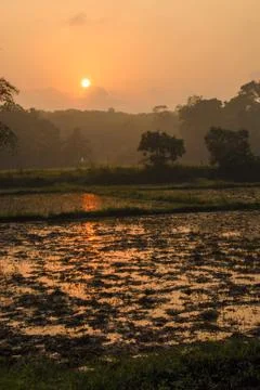 Terraced rice fields during sunset in Thailand Stock Photos