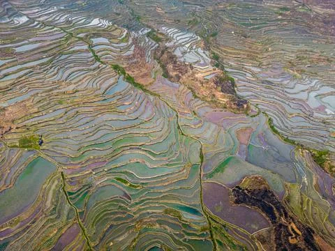 Terraced Rice fields filled with water during spring, Yuanyang, Yunnan, China Stock Photos