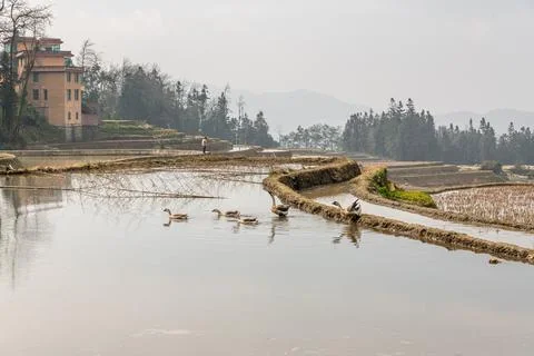Terraced Rice fields filled with water during spring. Yuanyang, Yunnan, China Stock Photos
