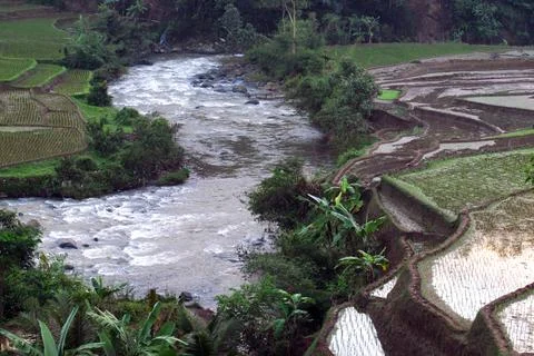 Terraced rice fields flank rushing river in lush valley 库存照片