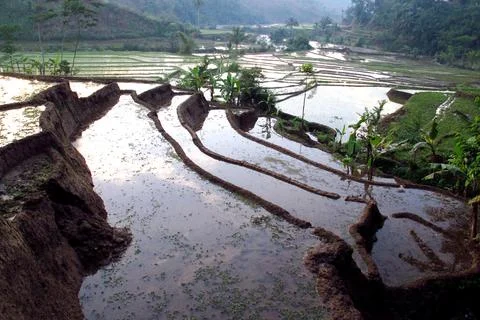 Terraced rice fields flank rushing river in lush valley Stock Photos