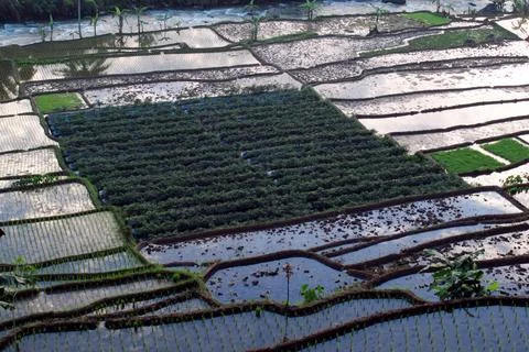 Terraced rice fields flank rushing river in lush valley 写真素材