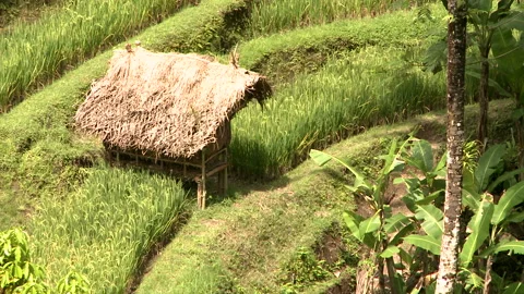 Terraced Rice Fields Stock Footage 327576382
