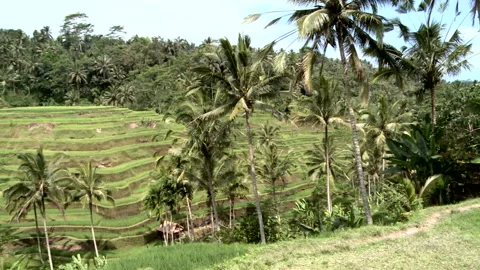 Terraced Rice Fields 스톡 동영상 327576442