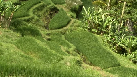 Terraced Rice Fields Stock Footage 327576548