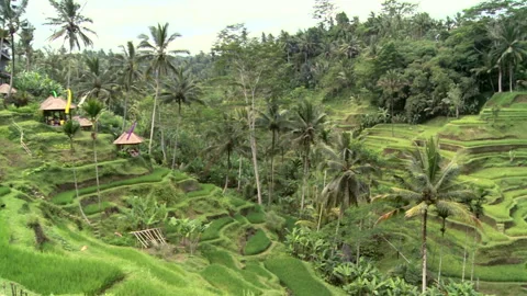 Terraced Rice Fields Stock Footage 327576559