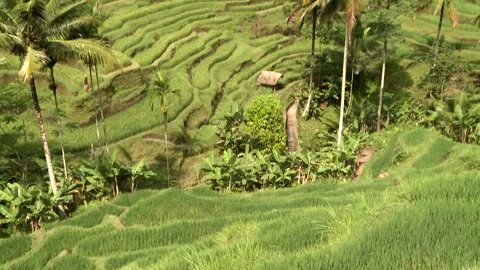 Terraced Rice Fields Video stock 327576734