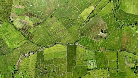 Terraced rice fields form a hypnotic geometric tapestry, blanketing Sumatra Stock Footage 328626220