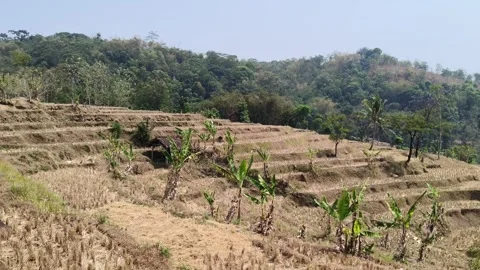 Terraced rice fields on hill slope in rural area Stock Footage 346773609