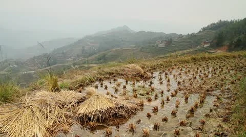 Terraced rice fields in mountains Stock Footage 12617645