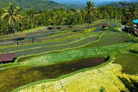 Terraced Rice Fields with Palm Trees in Rural Indonesia Stock Photos