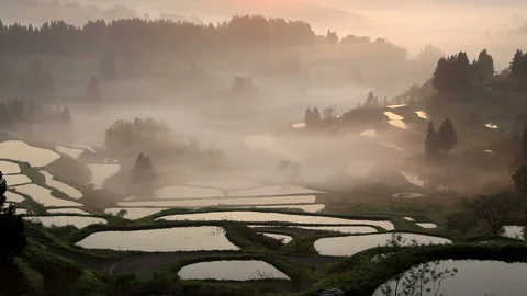 Terraced Rice Fields at Star Pass with Morning Mist and Sunrise 스톡 동영상 330155447