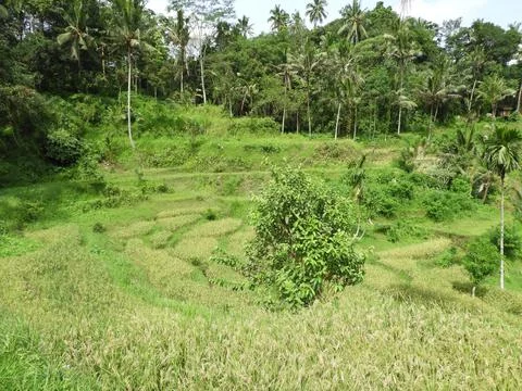 Terraced Rice Fields Surrounded by Forest Trees in Bali Stock Photos