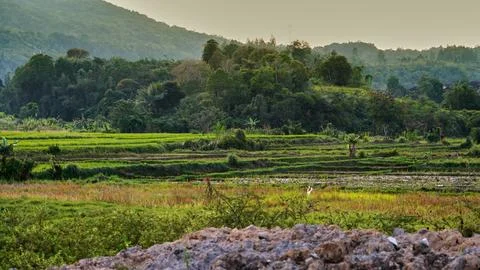 Terraced Rice Fields Surrounded by Tropical Forest and Hills in Rural Stock Photos