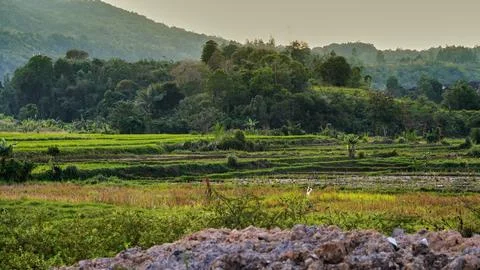 Terraced Rice Fields Surrounded by Tropical Forest and Hills in Rural Stock Photos