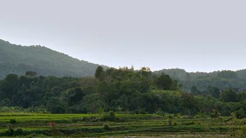 Terraced Rice Fields Surrounded by Tropical Forest and Hills in Rural Stock Photos