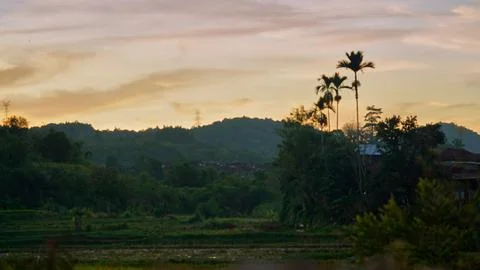 Terraced Rice Fields Surrounded by Tropical Forest and Hills in Rural Stock Photos