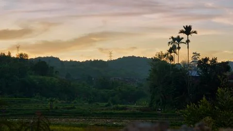 Terraced Rice Fields Surrounded by Tropical Forest and Hills in Rural Stock Photos