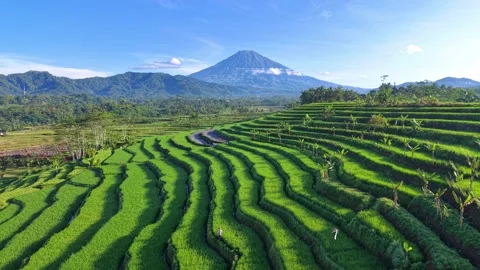 Terraced rice fields under bright sky with mountain background. Stock Footage 336653776