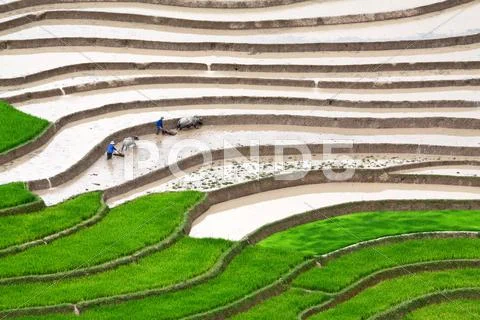 Terraced rice fields in Vietnam Stock Photos